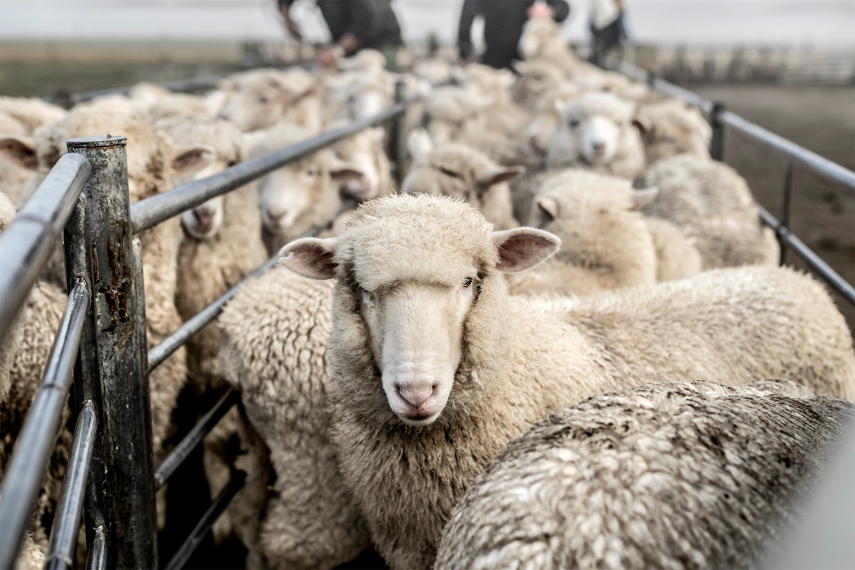 Photograph of sheep on a farm