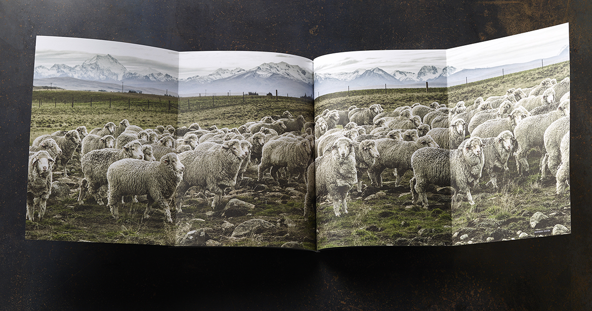 Fully open booklet with four panels showing dramatic photograph of sheep 