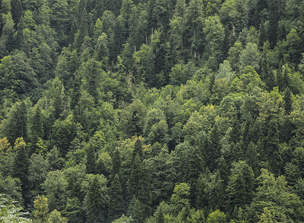Image of treetops from above